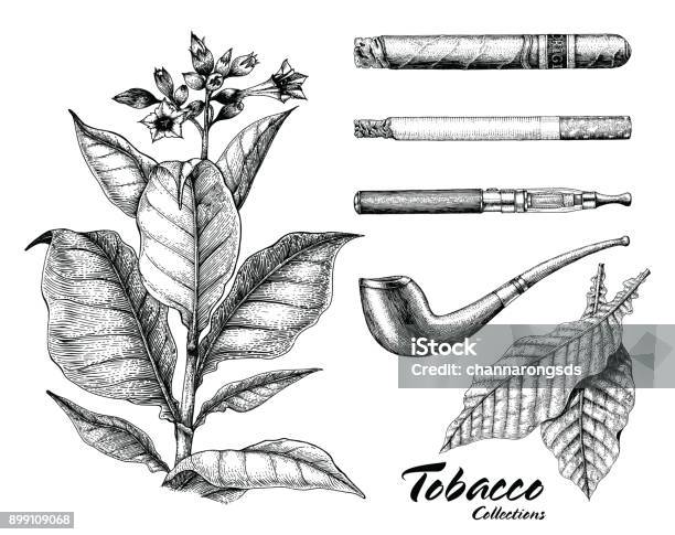 Tobacco Collection Hand Drawing Vintage Style Stock Illustration - Download Image Now - Tobacco Product, Cigar, Leaf