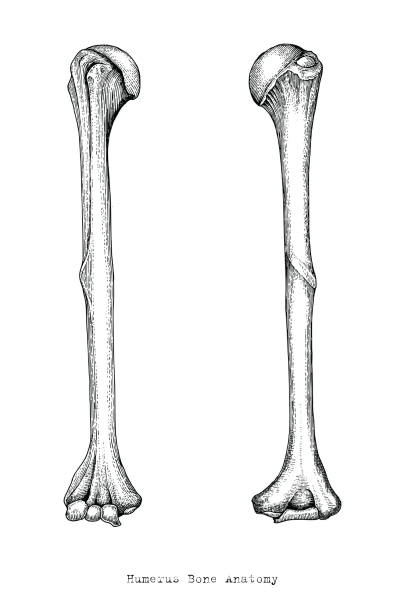 анатомия верхней части человеческой кости рук ручной рисунок старинный стиль, человеческий плечевой кости - humerus stock illustrations