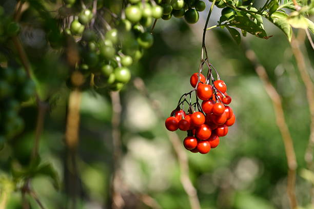 istock red and green berries hanging from vine 89910929