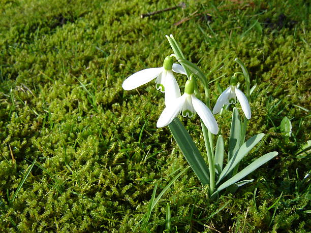 Snowdrops stock photo