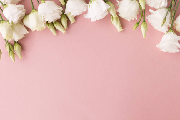 istock White roses on pink background 899112546