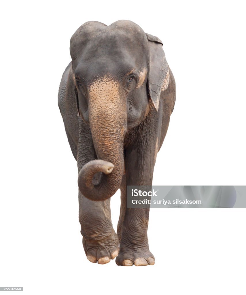 complet du corps de l’éléphant d’Asie isolé fond blanc - Photo de Éléphant libre de droits