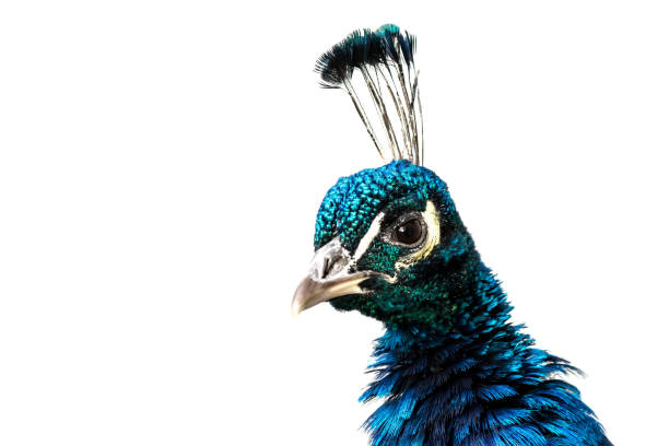 istock Peacock close-up isolated on white background 899112812