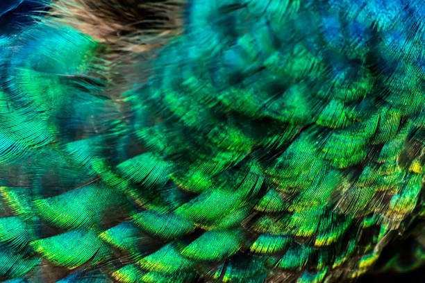 istock Colorful peacock feathers close-up macro background texture 899112822