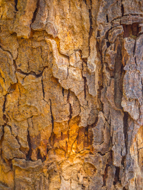 gros plan sur l’écorce d’arbre historique et de la texture - bark elm tree oak tree wood photos et images de collection