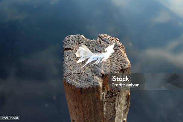 Peaceful Feather On The Wooden Stick Stand In The Water Stock Photo - Download Image Now