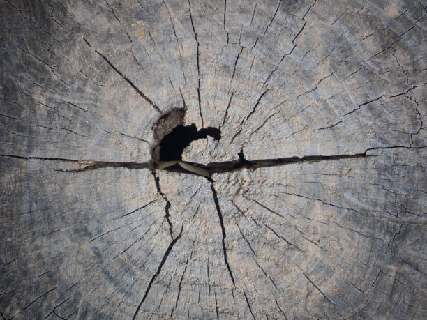 gros plan sur l’écorce d’arbre historique et de la texture - bark elm tree oak tree wood photos et images de collection