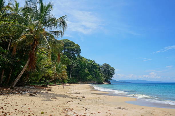 istock Caribbean beach with lush vegetation Costa Rica 899114090