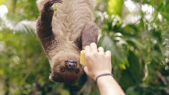 Human hand feeding sloth with corn in the zoo in national park