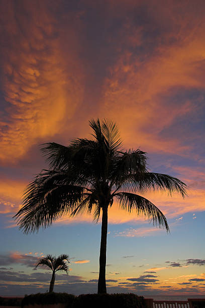 dramática rojo nubarrones con dos palmeras - palm island fotografías e imágenes de stock