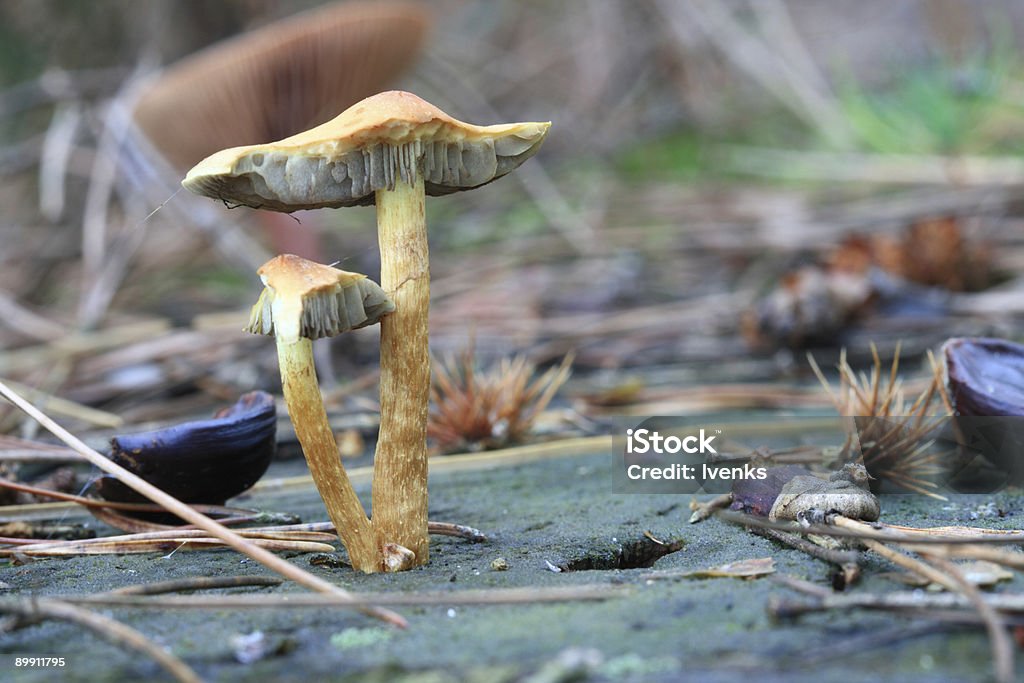Deux champignons sauvages sur stump de pin de la Forêt d'automne - Photo de Amanite tue-mouche libre de droits