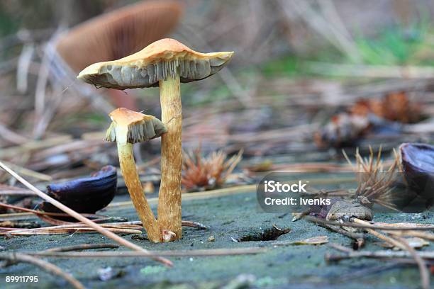 Photo libre de droit de Deux Champignons Sauvages Sur Stump De Pin De La Forêt Dautomne banque d'images et plus d'images libres de droit de Amanite tue-mouche