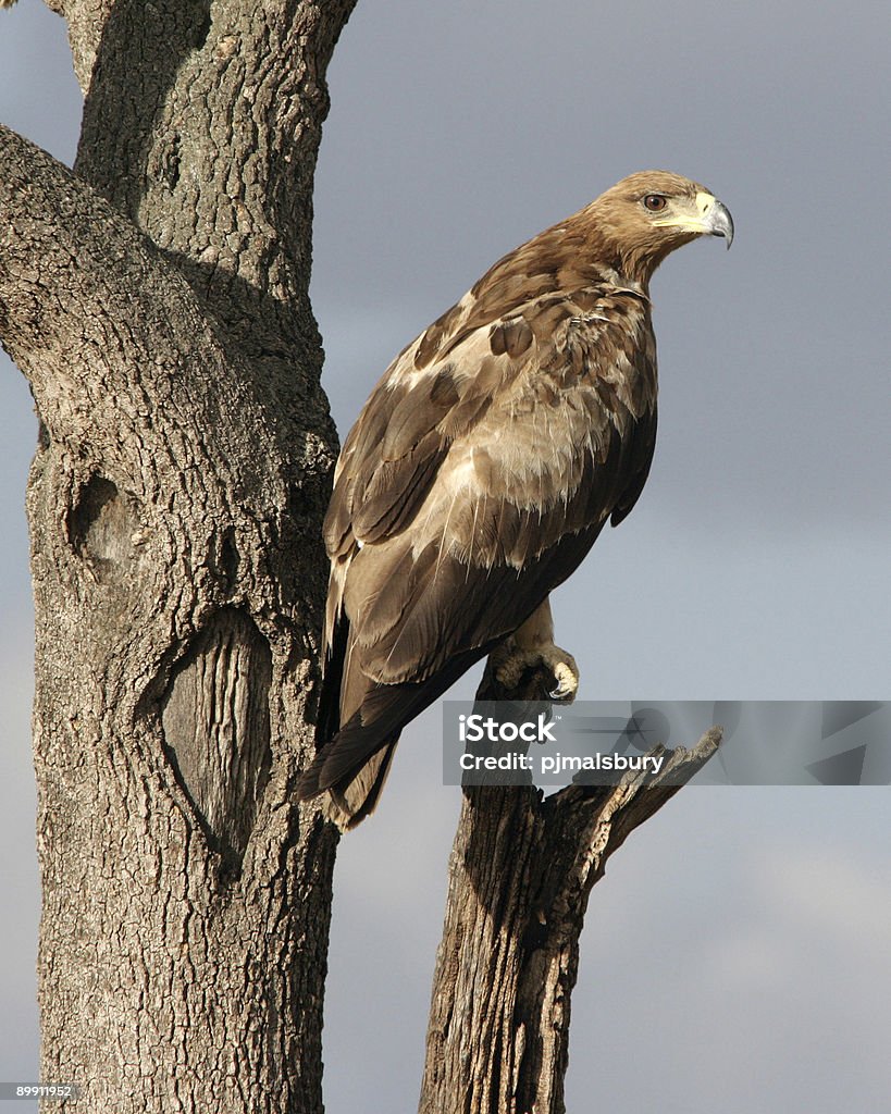 Eagle amarela - Royalty-free Animal Foto de stock