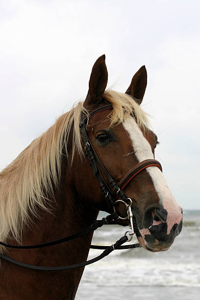 istock Horse portrait 89912133