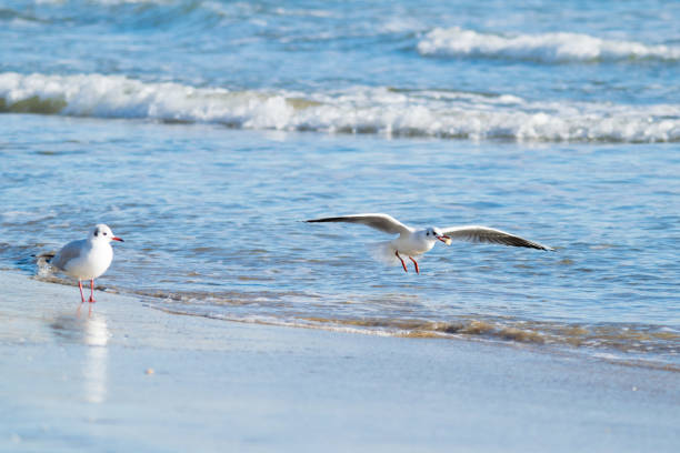 istock Seagull on the beach, blue sea 899121922