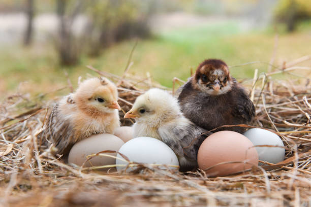 chick in the nest stock photo