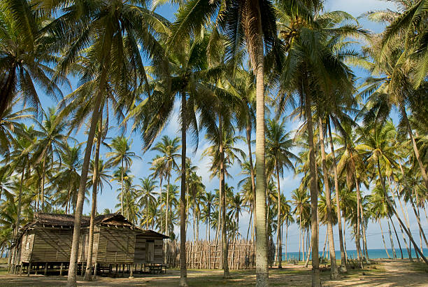 istock Old wooden house among coconut trees 89912313