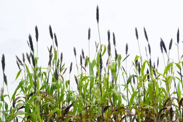 istock Sorghum in the white sky 899124724