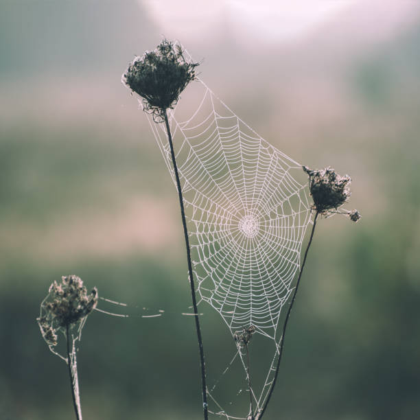 istock Autumn dry plant 899125138