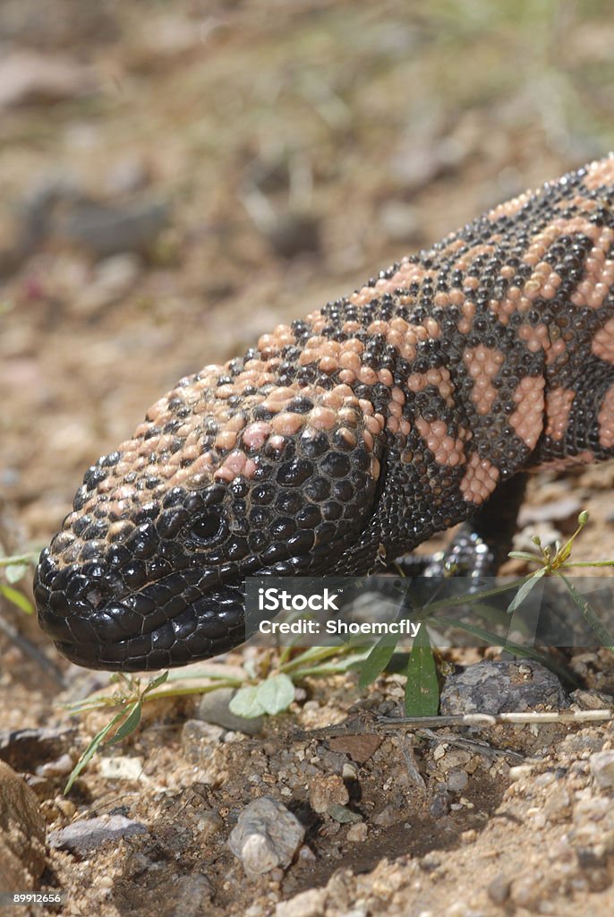 Vertical Gila A macro image of a gila monsters head. Animal Skin Stock Photo