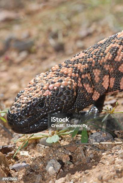 Vertical Gila Stock Photo - Download Image Now - Animal Skin, Animal Wildlife, Animals In The Wild