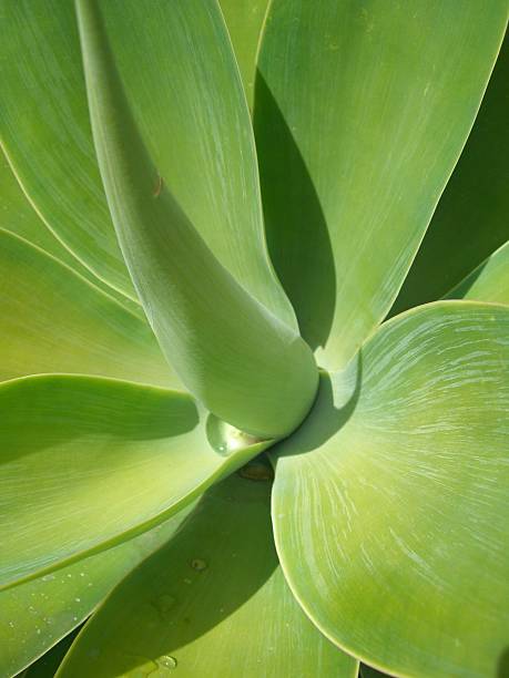 Vert de succulents - Photo