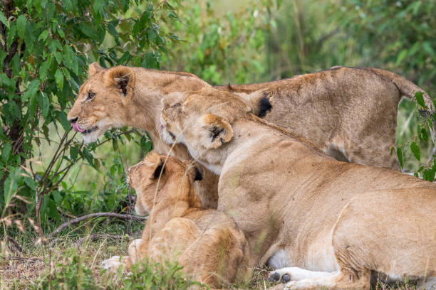 istock Lion with cubs in the bush 899129226
