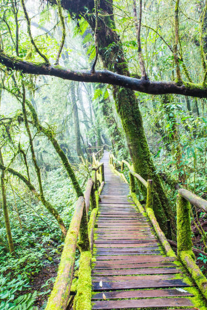 istock Fresh green moss on old wooden walkway in wet forest 899129228
