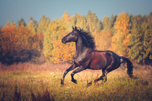 istock Black horse galloping on the autumn nature background 899129326