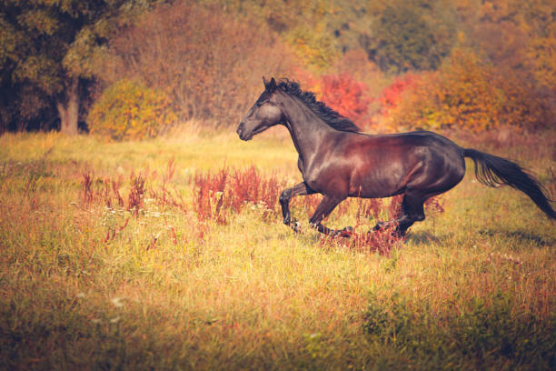 istock Black horse galloping on the autumn nature background 899129346