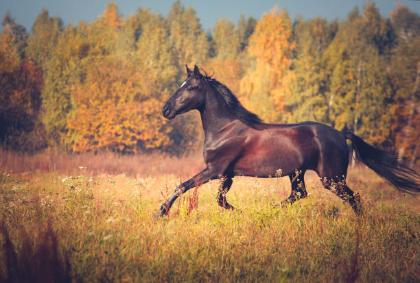 istock Black horse galloping on the autumn nature background 899129380