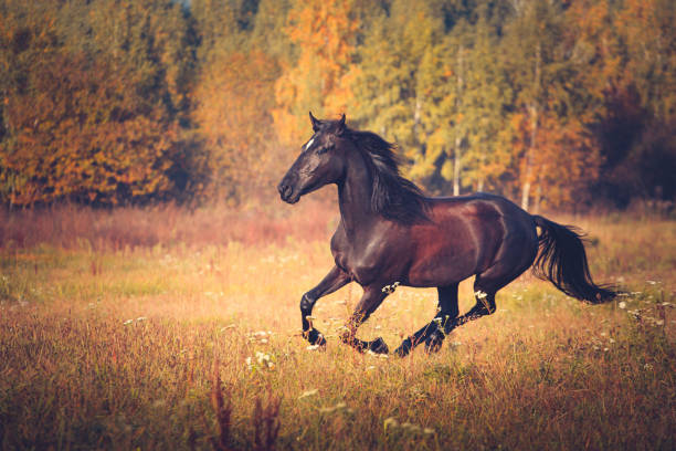 istock Black horse galloping on the autumn nature background 899129406