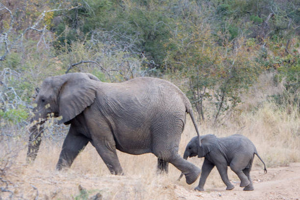 istock two elephants crossing the road 899129910