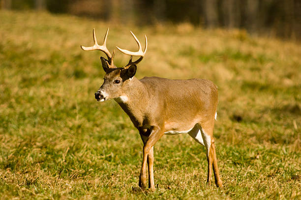 istock Whitetail deer buck in a field 89913045