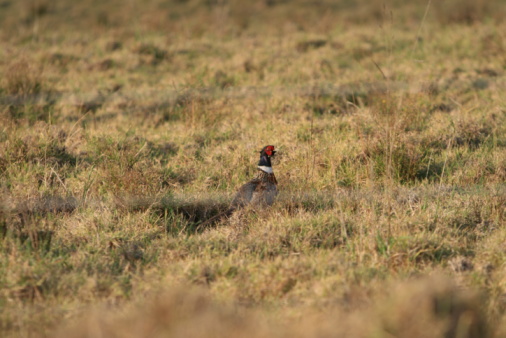 Male grey partridge (Perdix perdix) walking in a meadow.