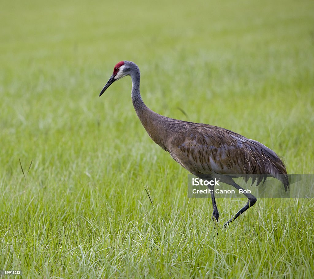 Sandhill Crane in the grass  Agricultural Field Stock Photo