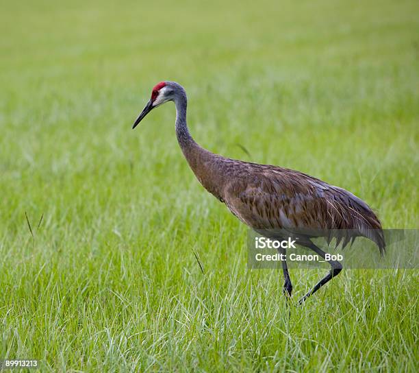 Sandhill Crane In The Grass Stock Photo - Download Image Now - Agricultural Field, Animal Wildlife, Animals In The Wild