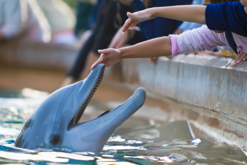 Niños de acercarse A contacto un delfín photo