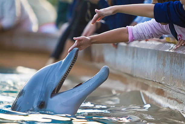 les enfants rapprocher toucher un dauphin - animaux en captivité photos et images de collection