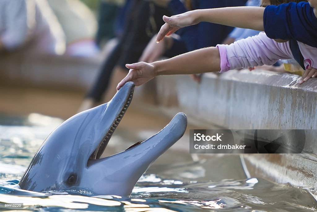 Children Reaching Out To Touch A Dolphin Children reaching out to touch a bottlenose dolphin's nose  Dolphin Stock Photo