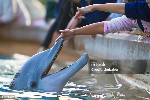 Children Reaching Out To Touch A Dolphin Stock Photo - Download Image Now - Dolphin, Zoo, Child