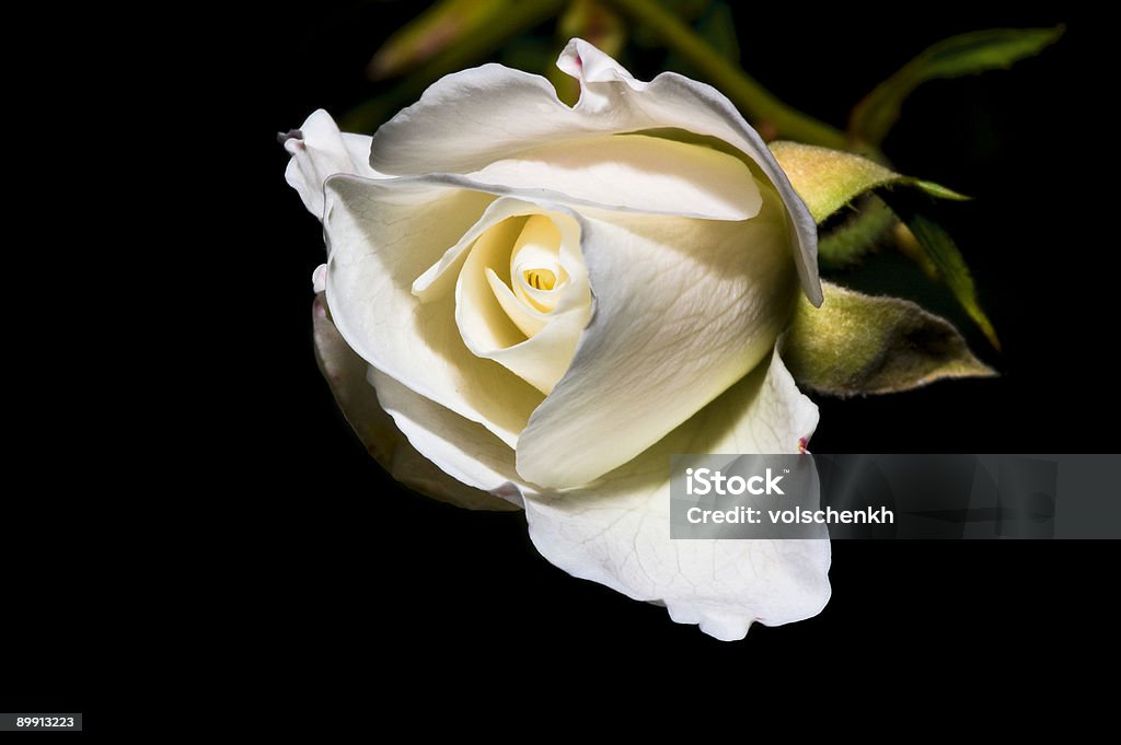 Сад Rose крупный план - Стоковые фото Бежевый роялти-фри