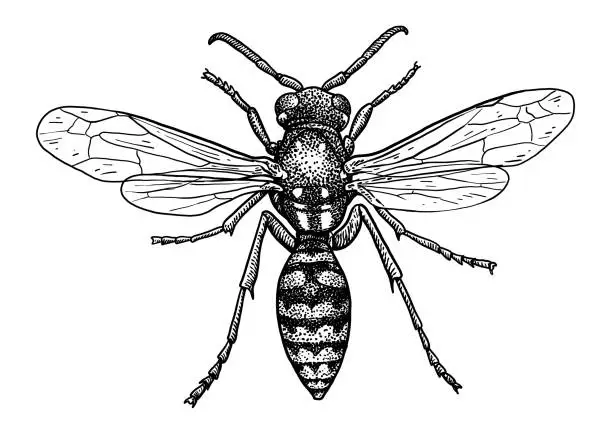 Vector illustration of Wasp illustration, engraving, drawing, ink, vector