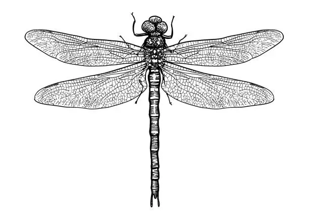 Vector illustration of Dragonfly illustration, engraving, drawing, ink, vector