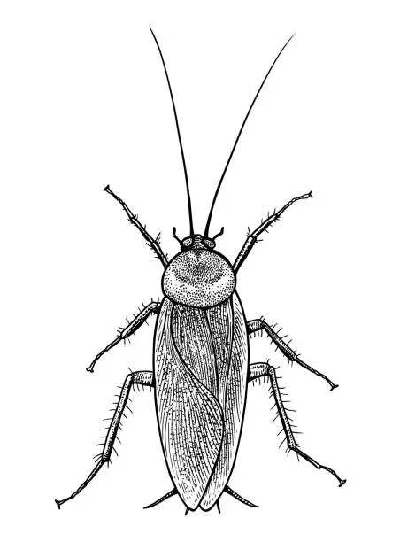Vector illustration of Cockroach illustration, engraving, drawing, ink, vector