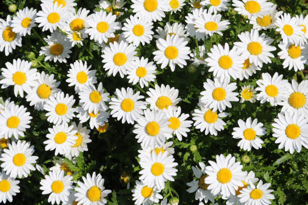 istock white flowers marguerite daisy 899134780