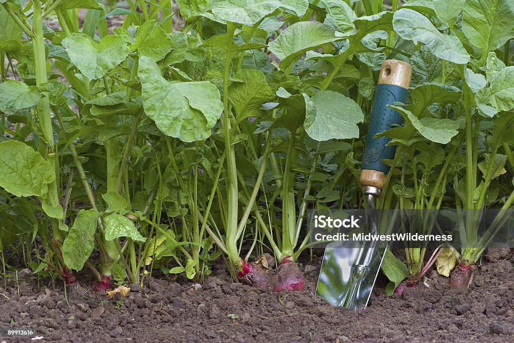 Radishes et Pelle - Photo de Aliment libre de droits