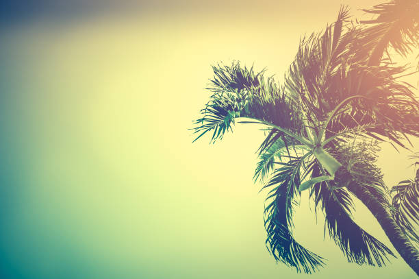 istock Betel palm tree under sky in the evening with copy space. Vintage tone. 899137832