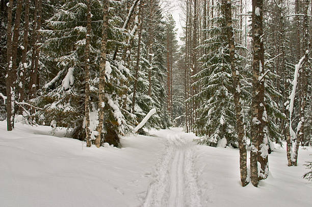 冬の森林ます。スキーを実行 - rural scene russia ski track footpath ストックフォトと画像