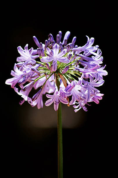 istock Blossoming Lily of the Nile 89914052